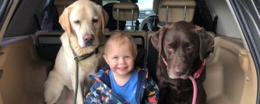 Child sitting in a car boot with two dogs.