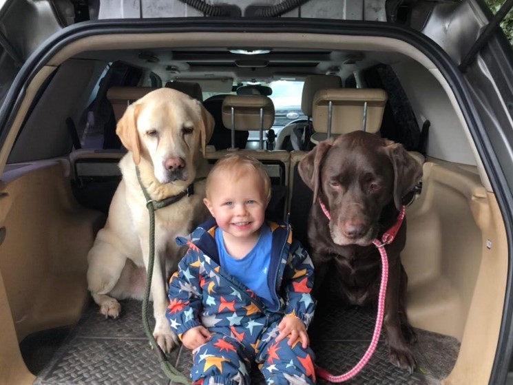 Child sitting in a car boot with two dogs.